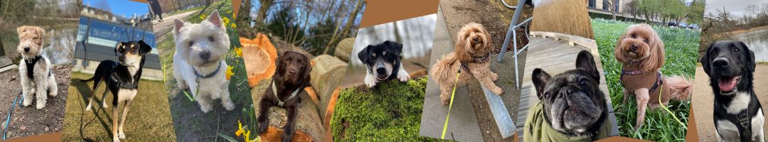 Nogle af de skønne hunde som er på hundeluftning.