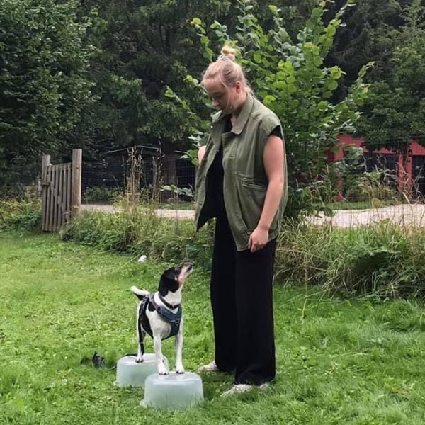 Holdtræning af familiehunden