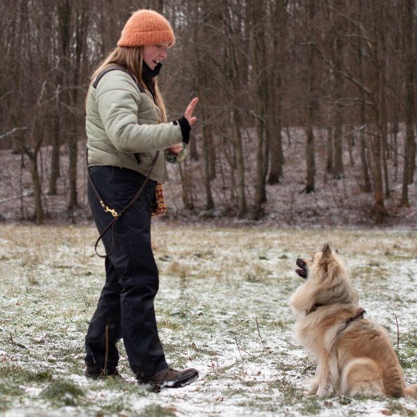 Hundetræning af familiehunden