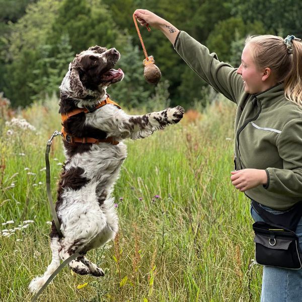 Hundetræning med positive metoder