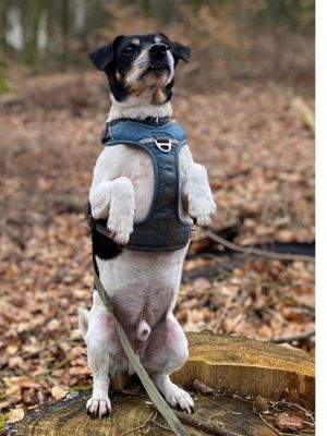 På tips og tricks hold lærer vi bamsesit