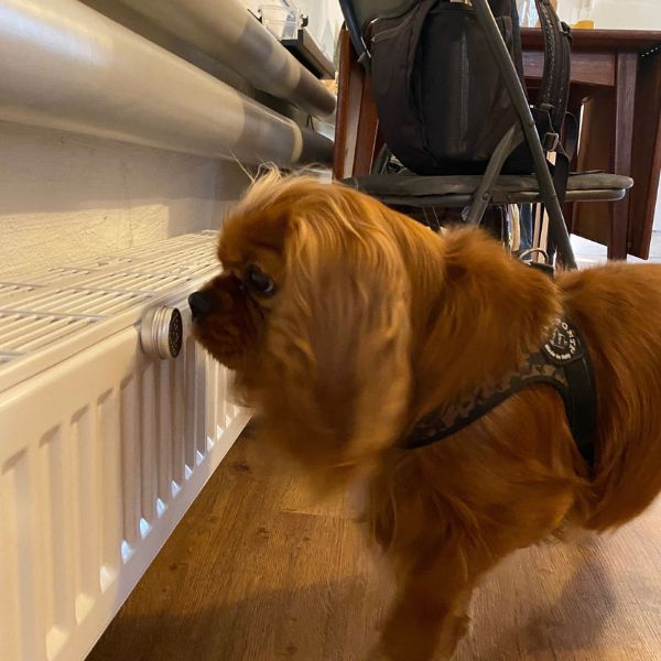 Walther til nose work træning hos Rikke Roed.