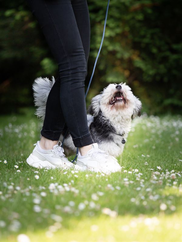 Hvalp til træning hos Rikke Roed hundetræning sammen med sin ejer