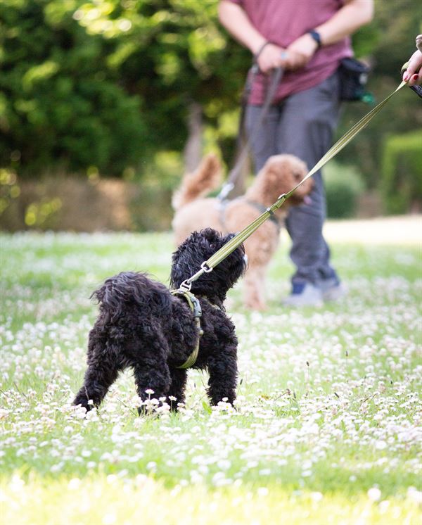 To hunde til træning hos Rikke Roed hundetræning