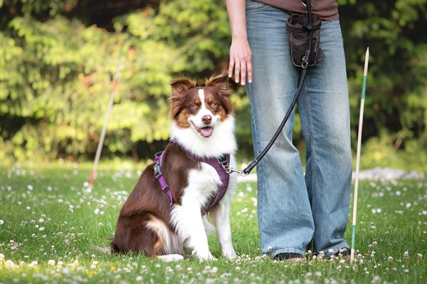 Unghund til træning hos Rikke Roed Hundetræning